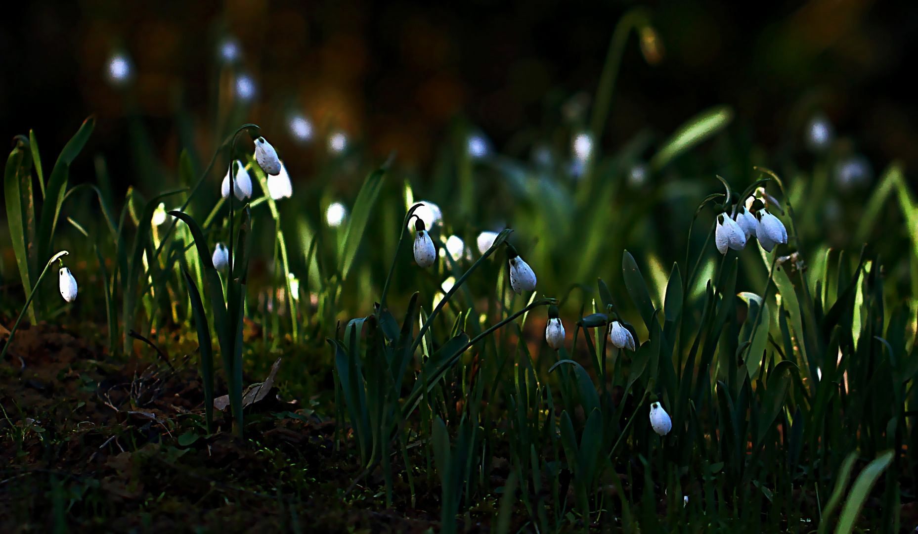 Frühlingserwachen