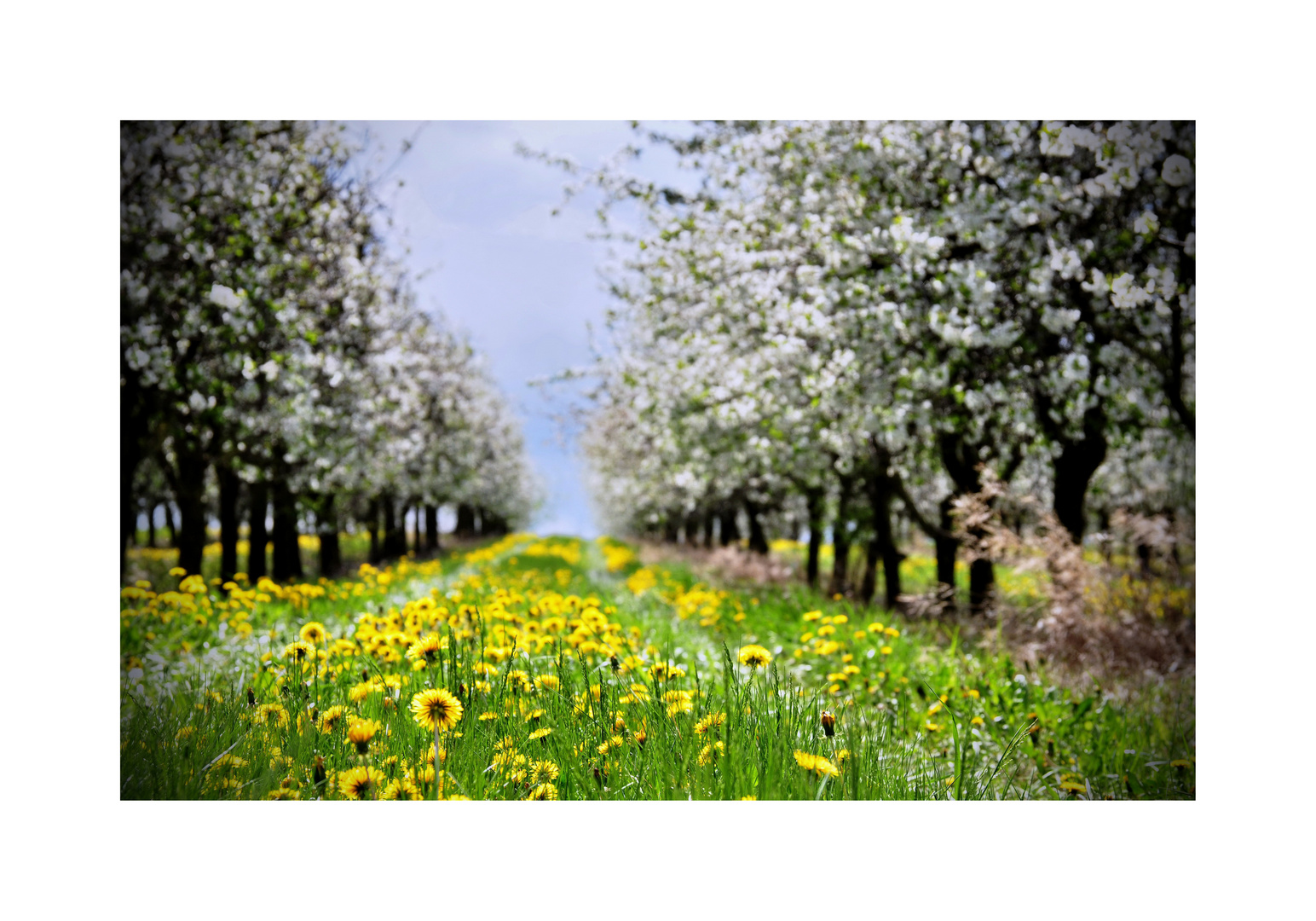 ~ Frühlingserwachen ~