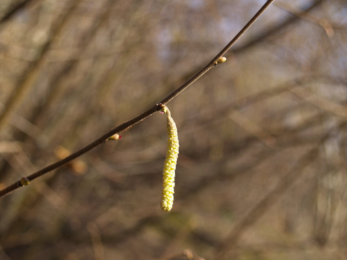 Frühlingserwachen