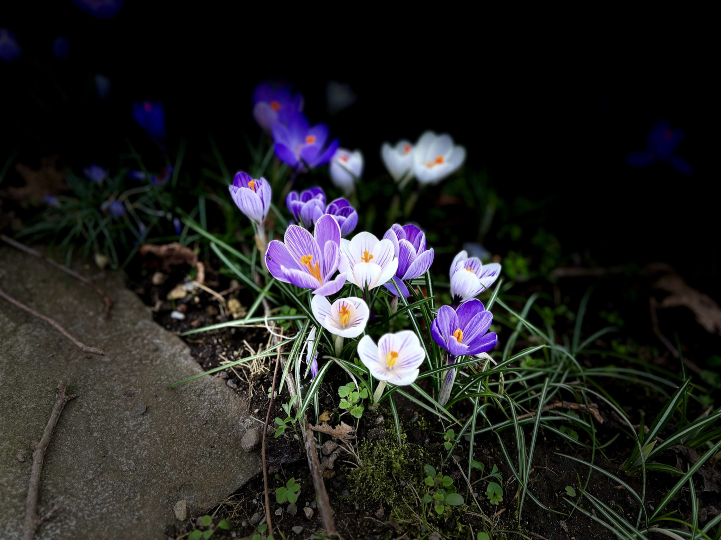 Frühlingserwachen.