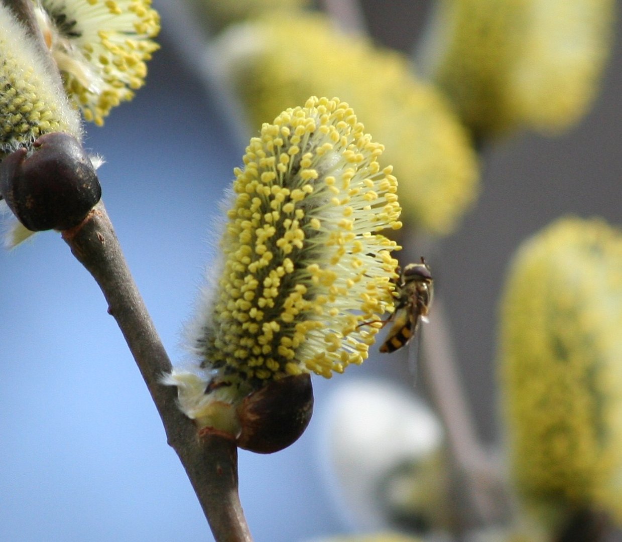 Frühlingserwachen