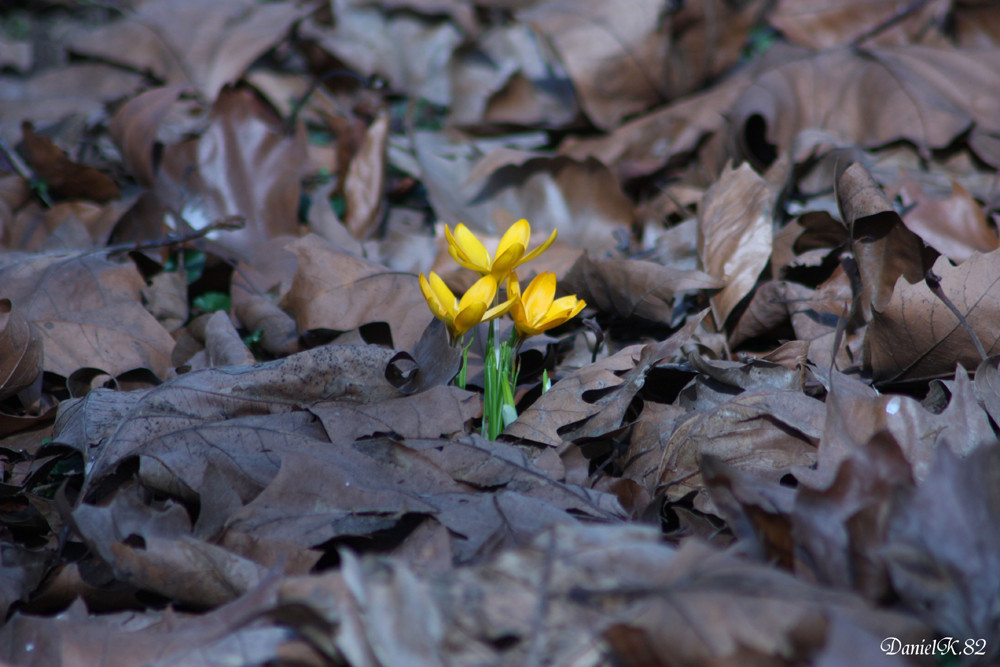 Frühlingserwachen