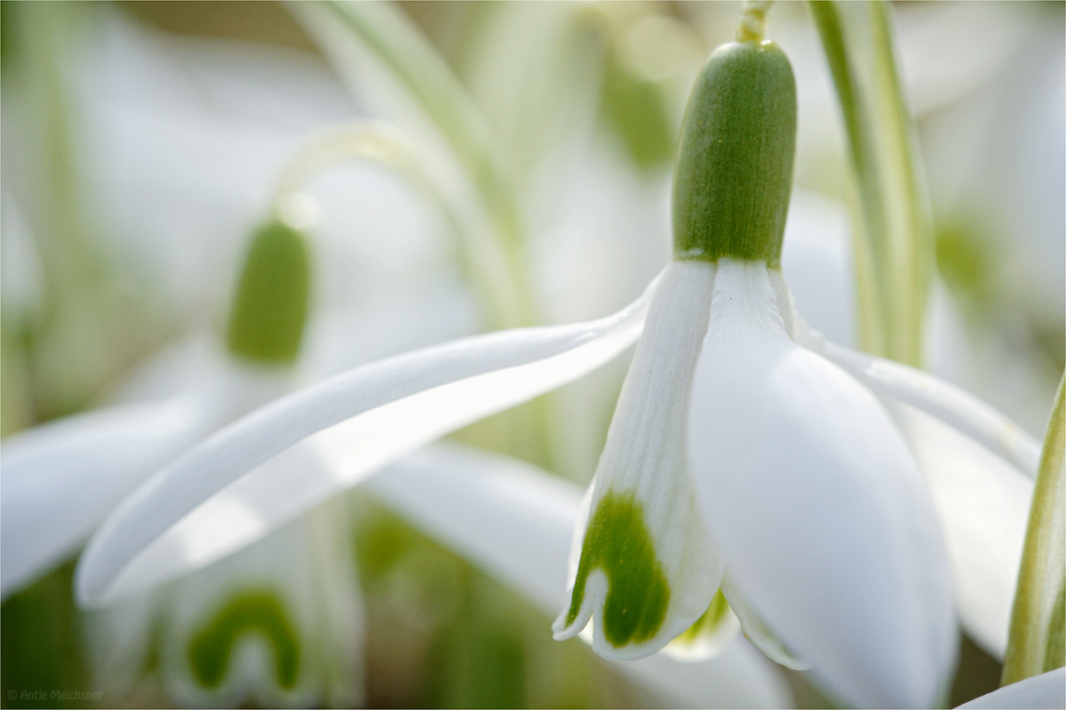 Frühlingserwachen