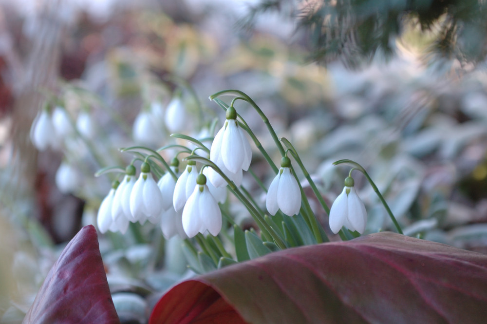 frühlingserwachen