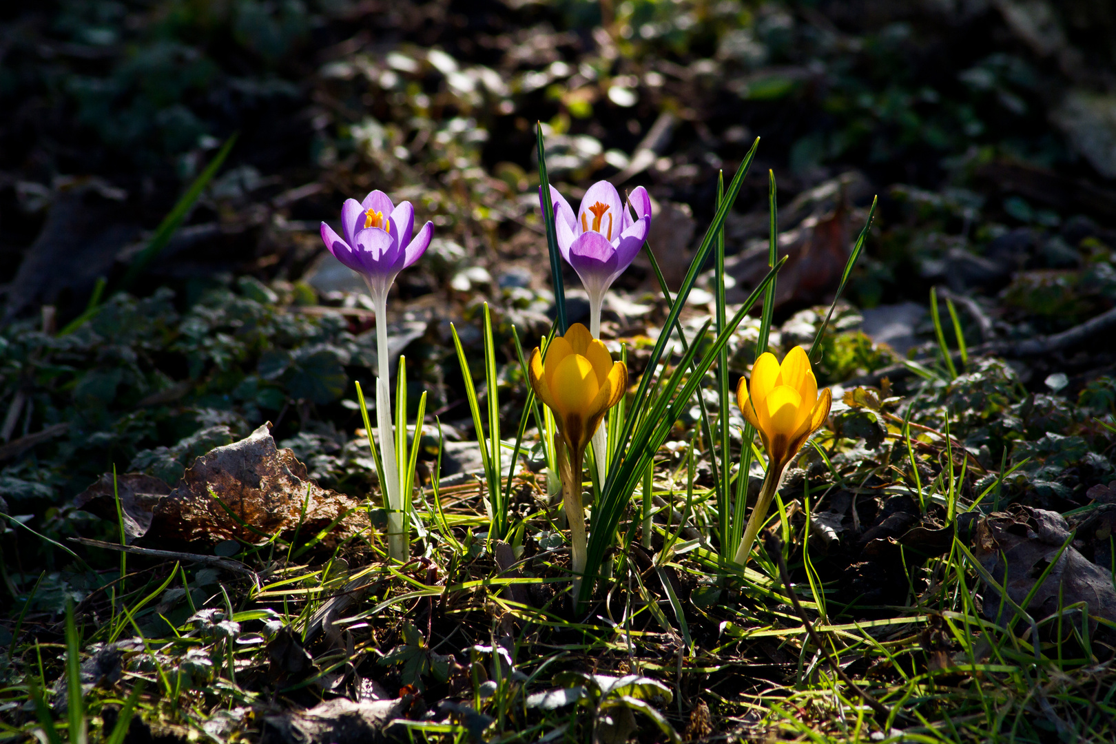 Frühlingserwachen