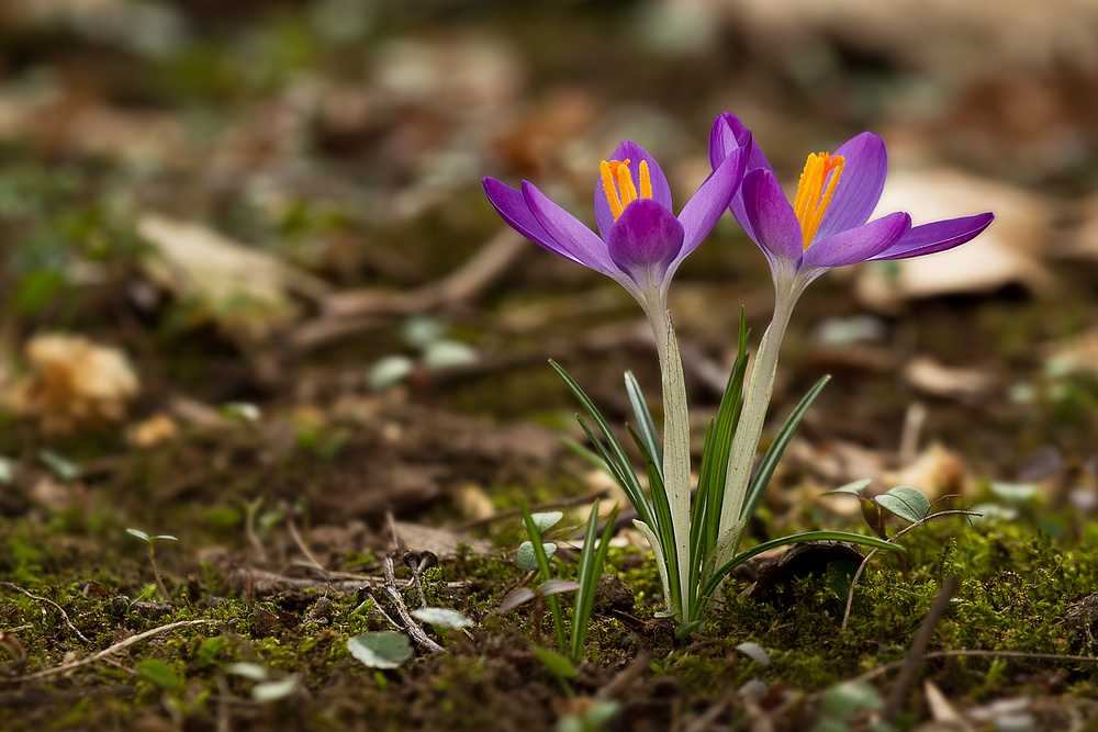 Frühlingserwachen