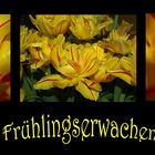 " Frühlingserwachen "