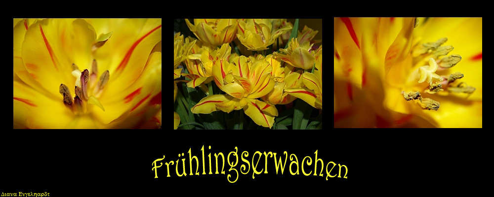 " Frühlingserwachen "