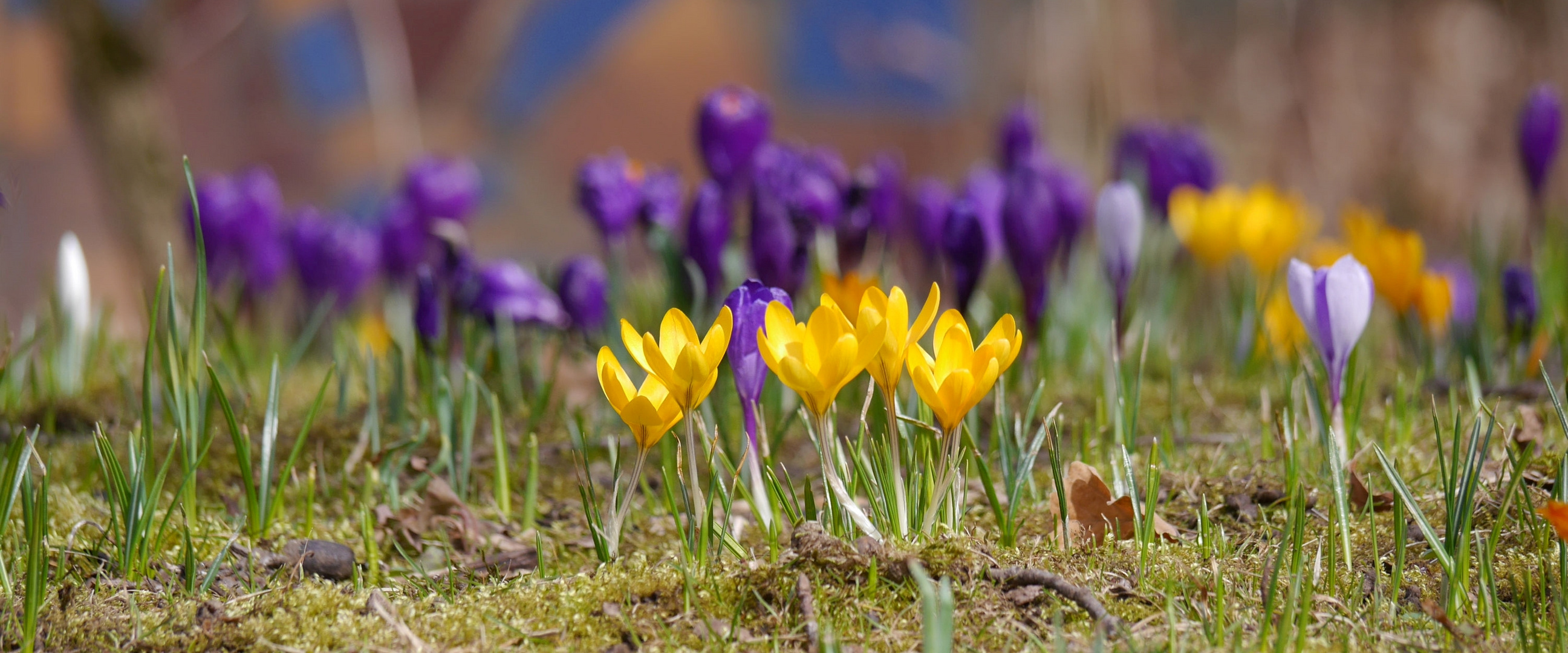 Frühlingserwachen