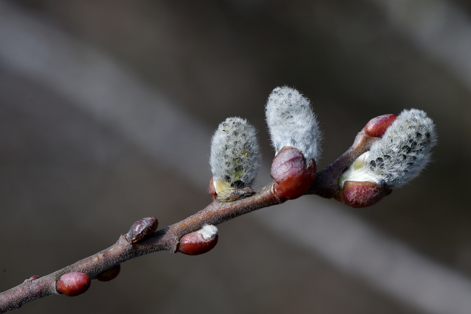 Frühlingserwachen #9