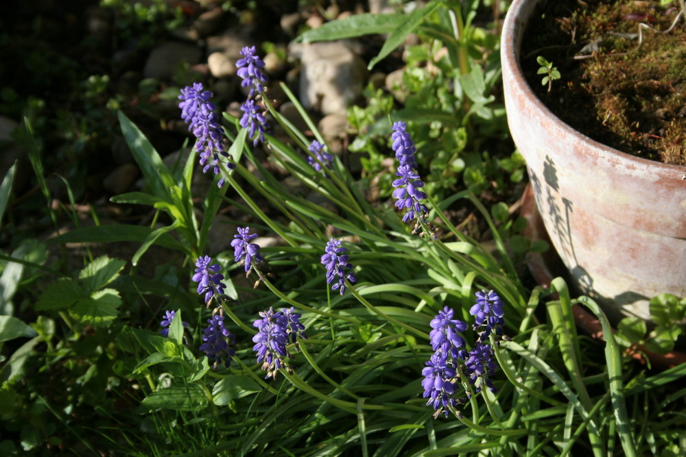 Frühlingserwachen