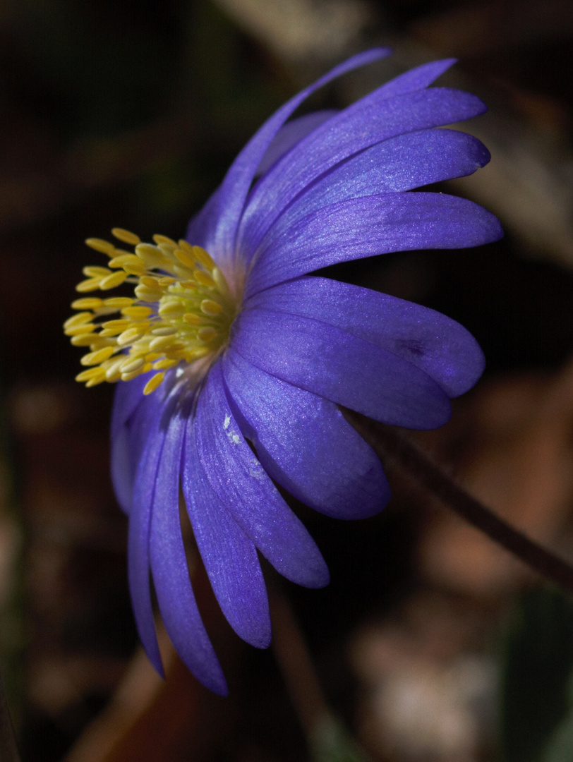 Frühlingserwachen