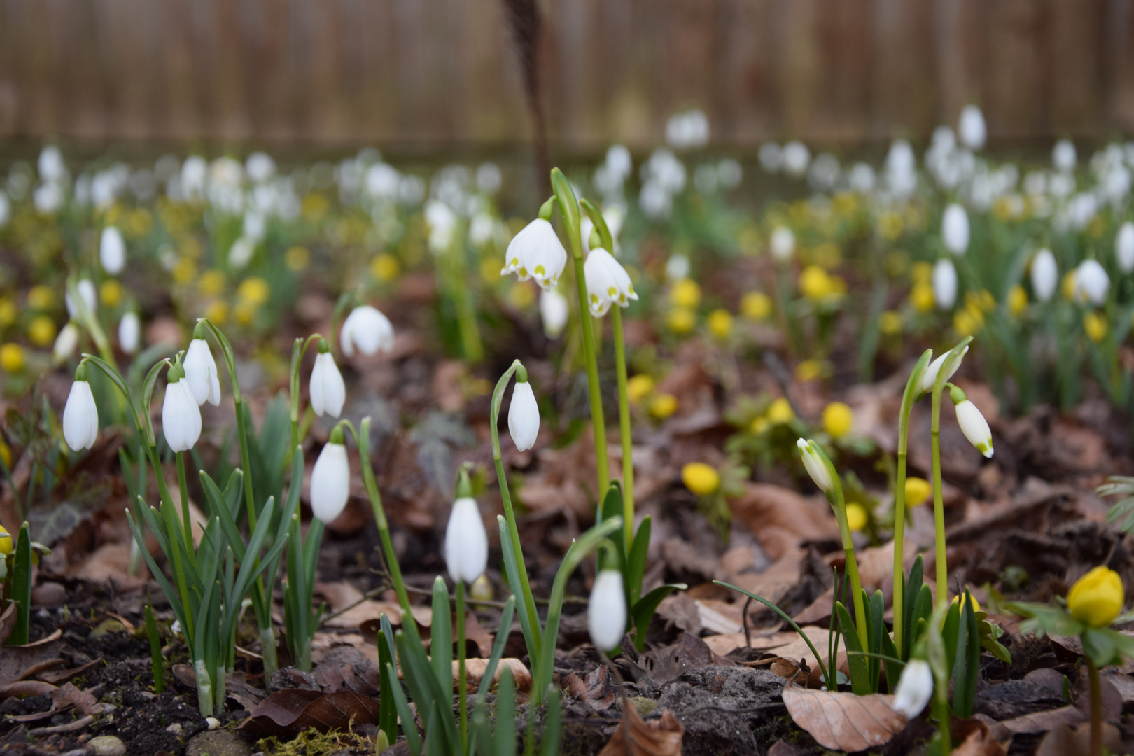 Frühlingserwachen