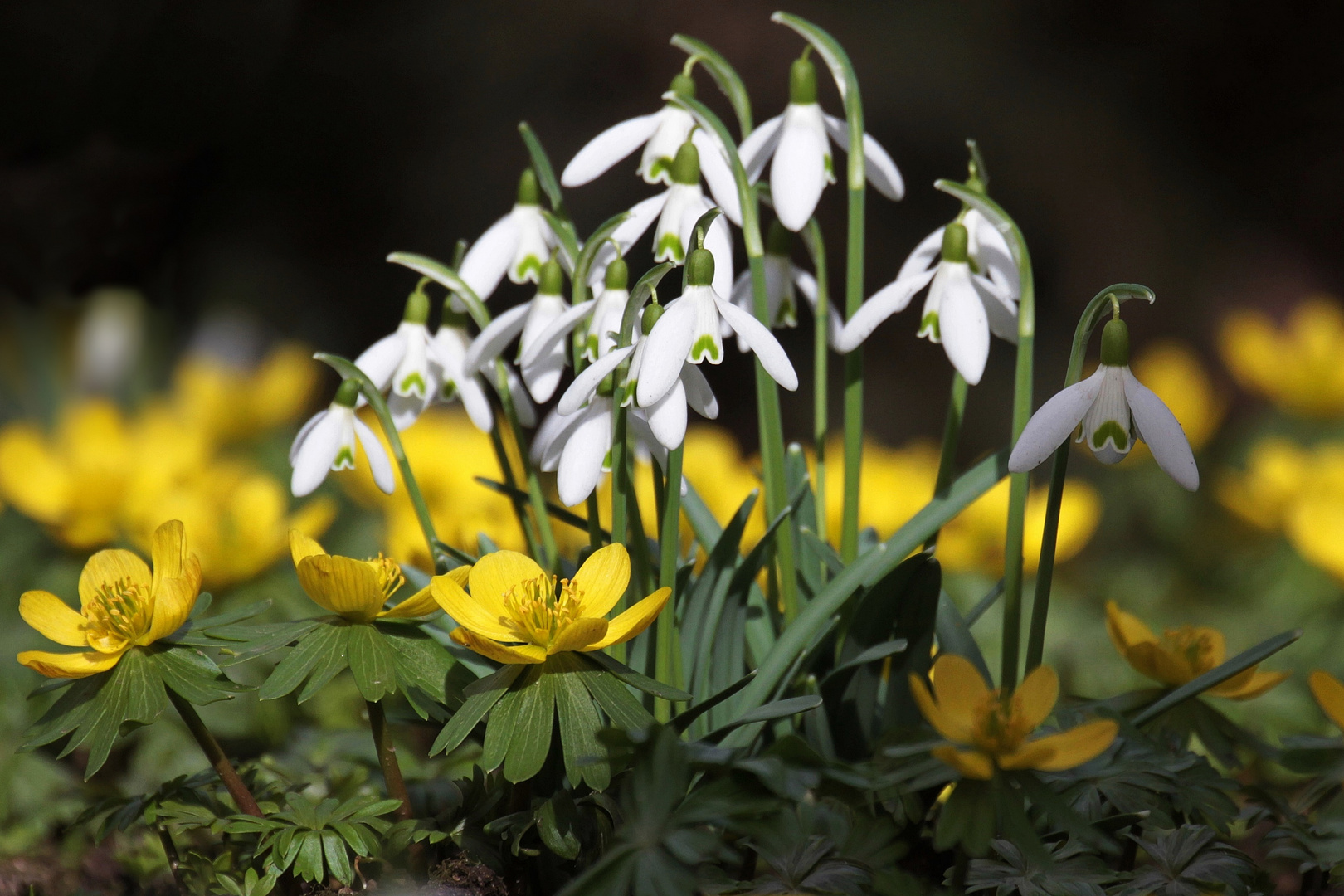 Frühlingserwachen