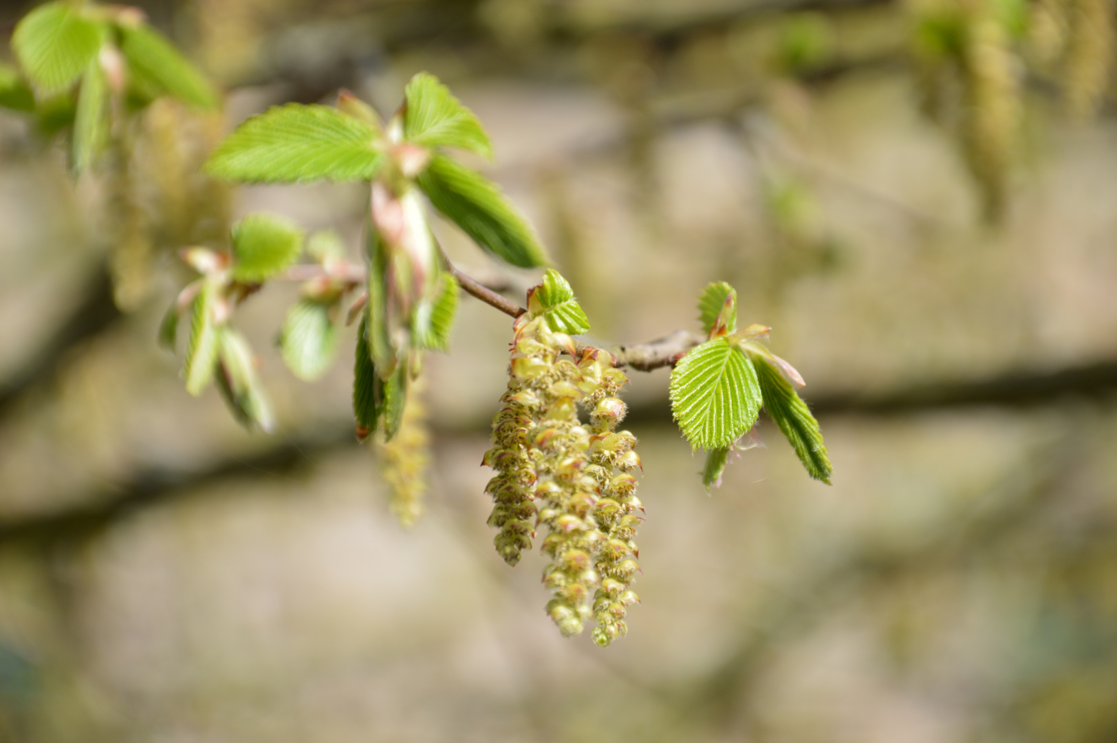 Frühlingserwachen