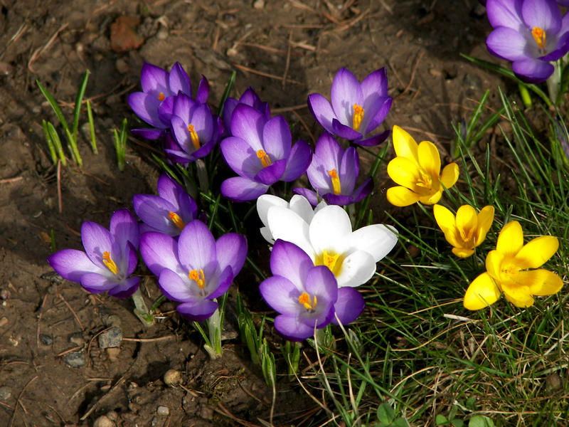 Frühlingserwachen