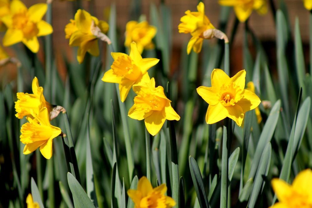 Frühlingserwachen