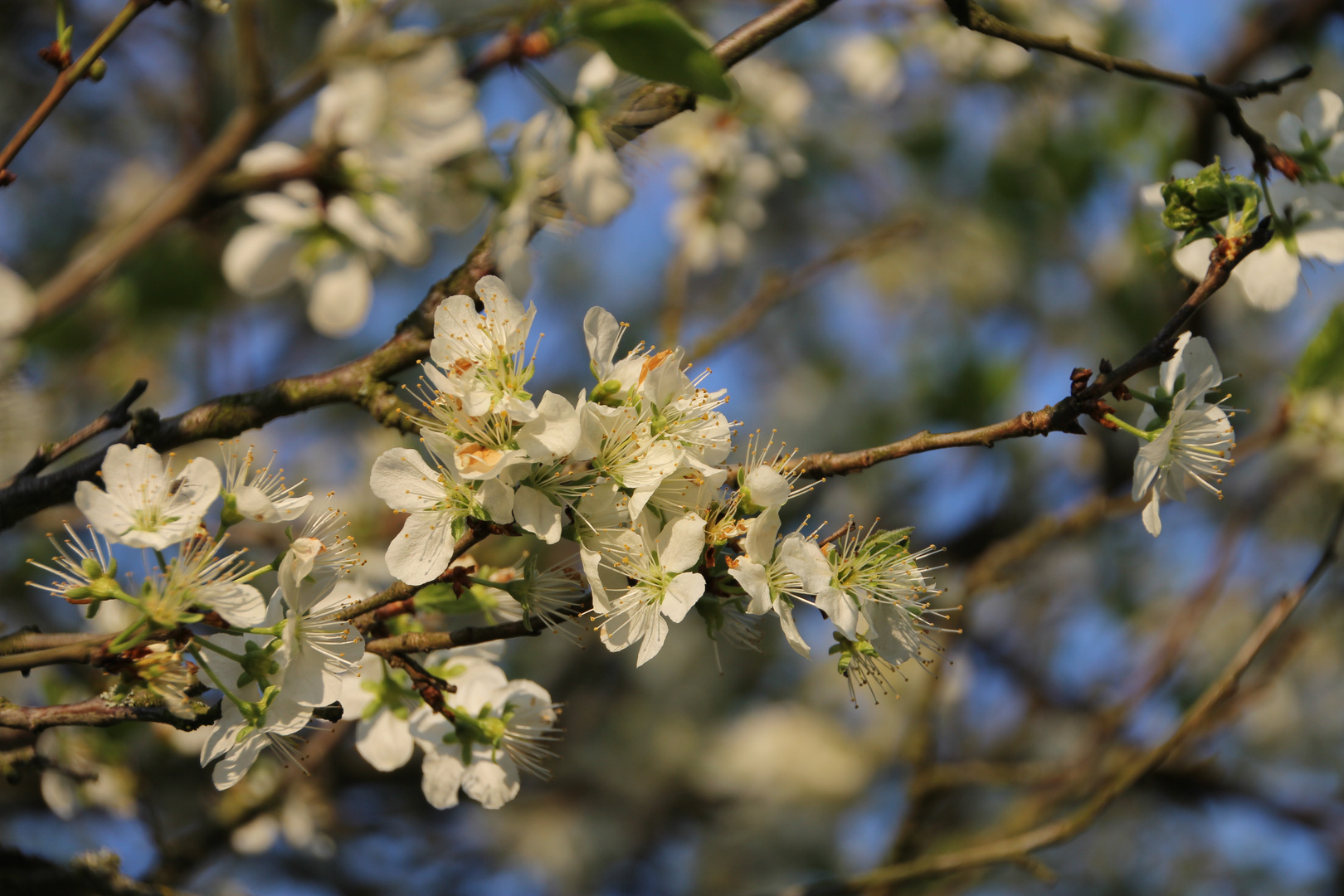 Frühlingserwachen