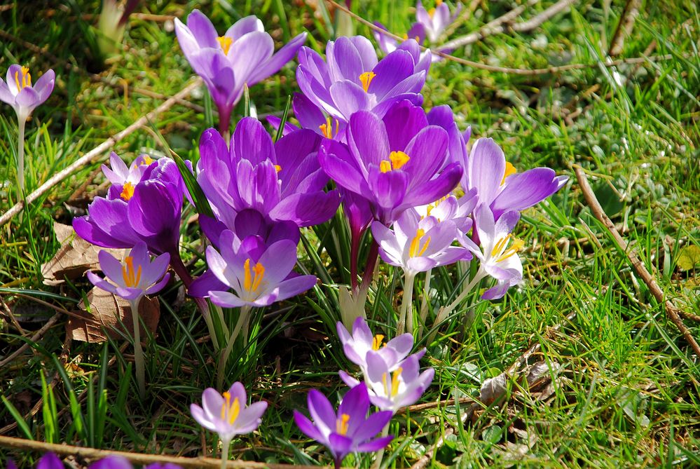 Frühlingserwachen