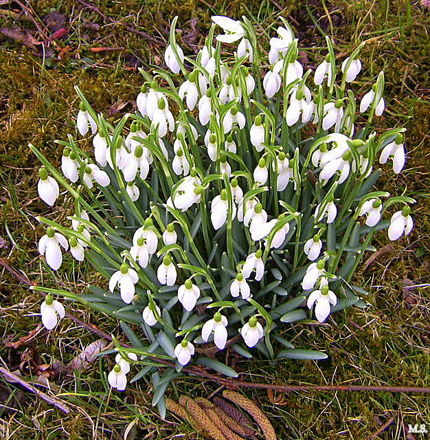 Frühlingserwachen