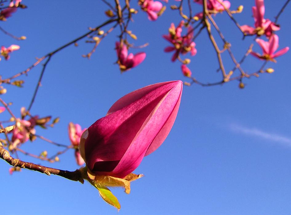 Frühlingserwachen