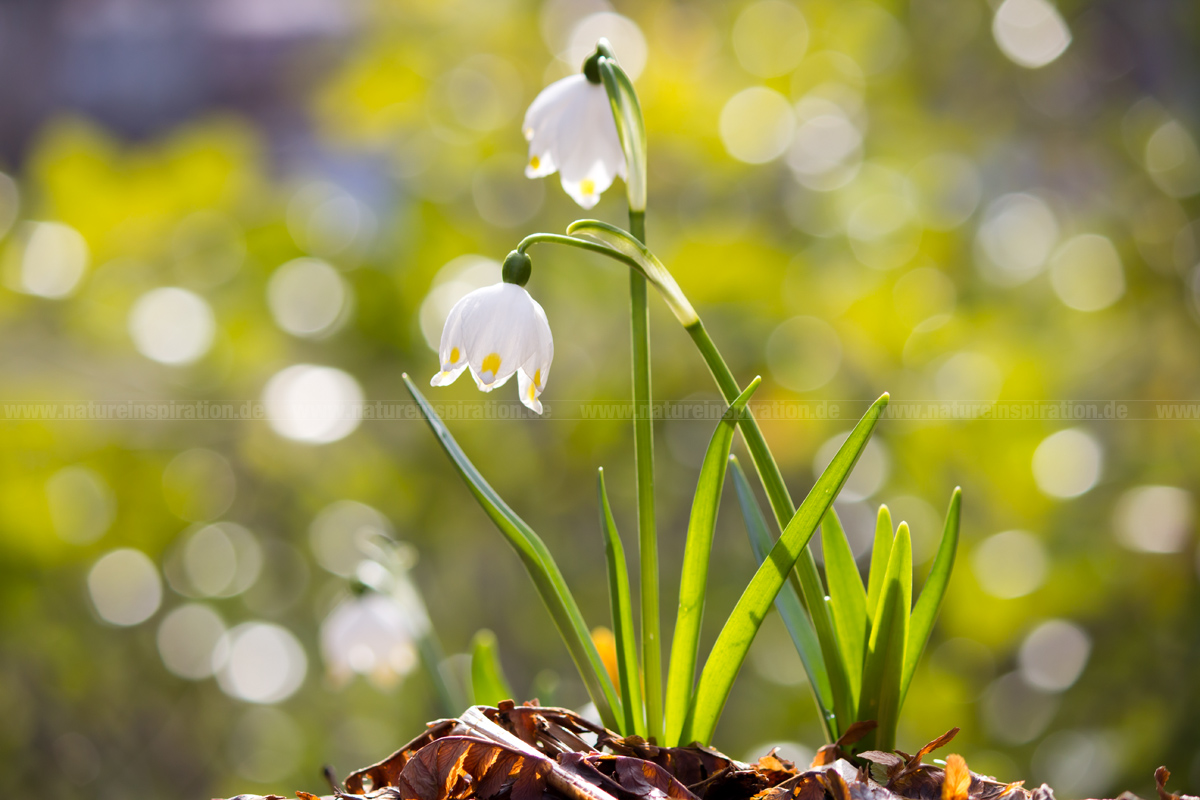 Frühlingserwachen