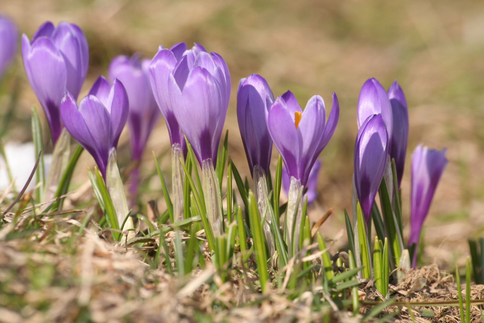 Frühlingserwachen