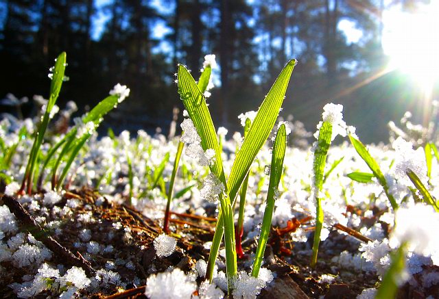 Frühlingserwachen