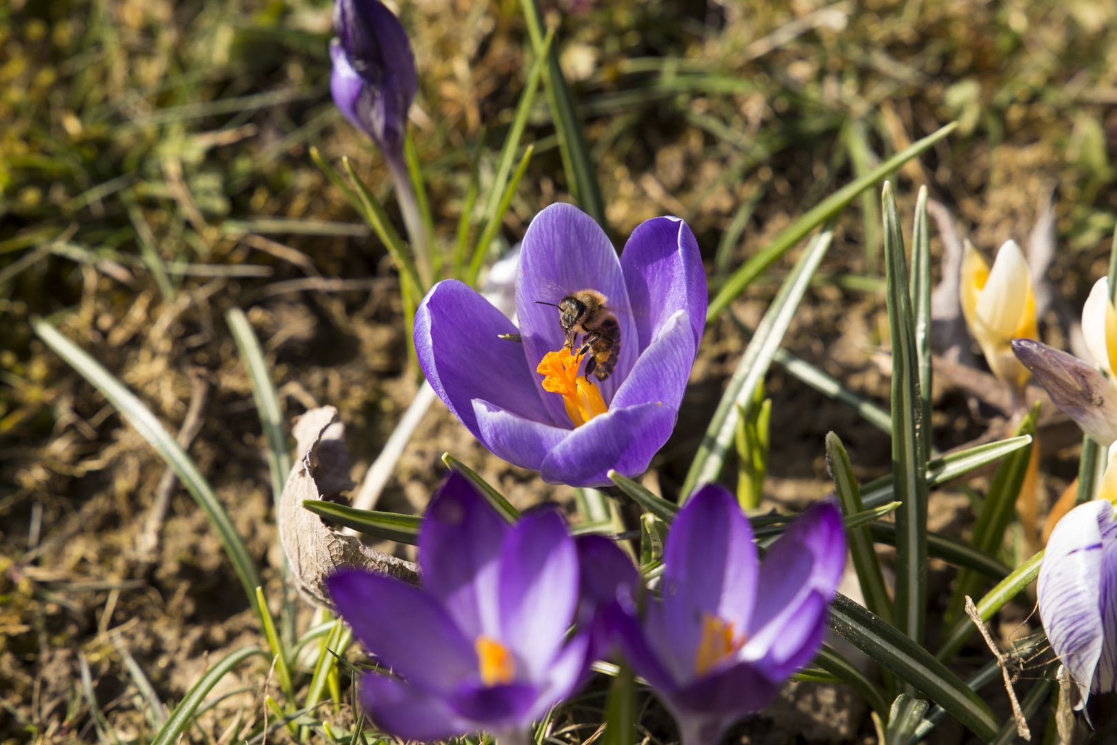 Frühlingserwachen