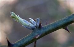 Frühlingserwachen