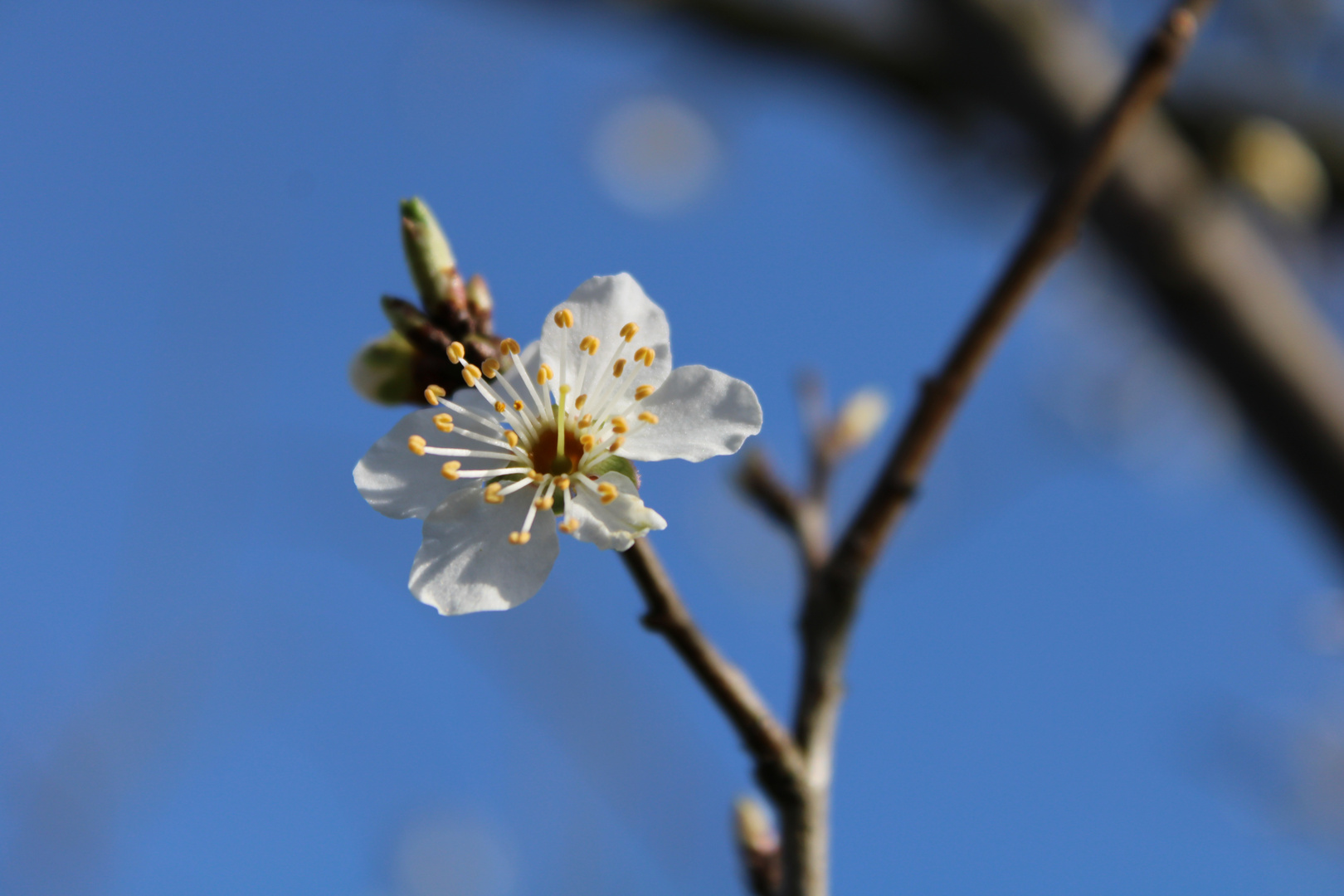 Frühlingserwachen