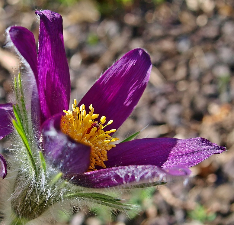 Frühlingserwachen