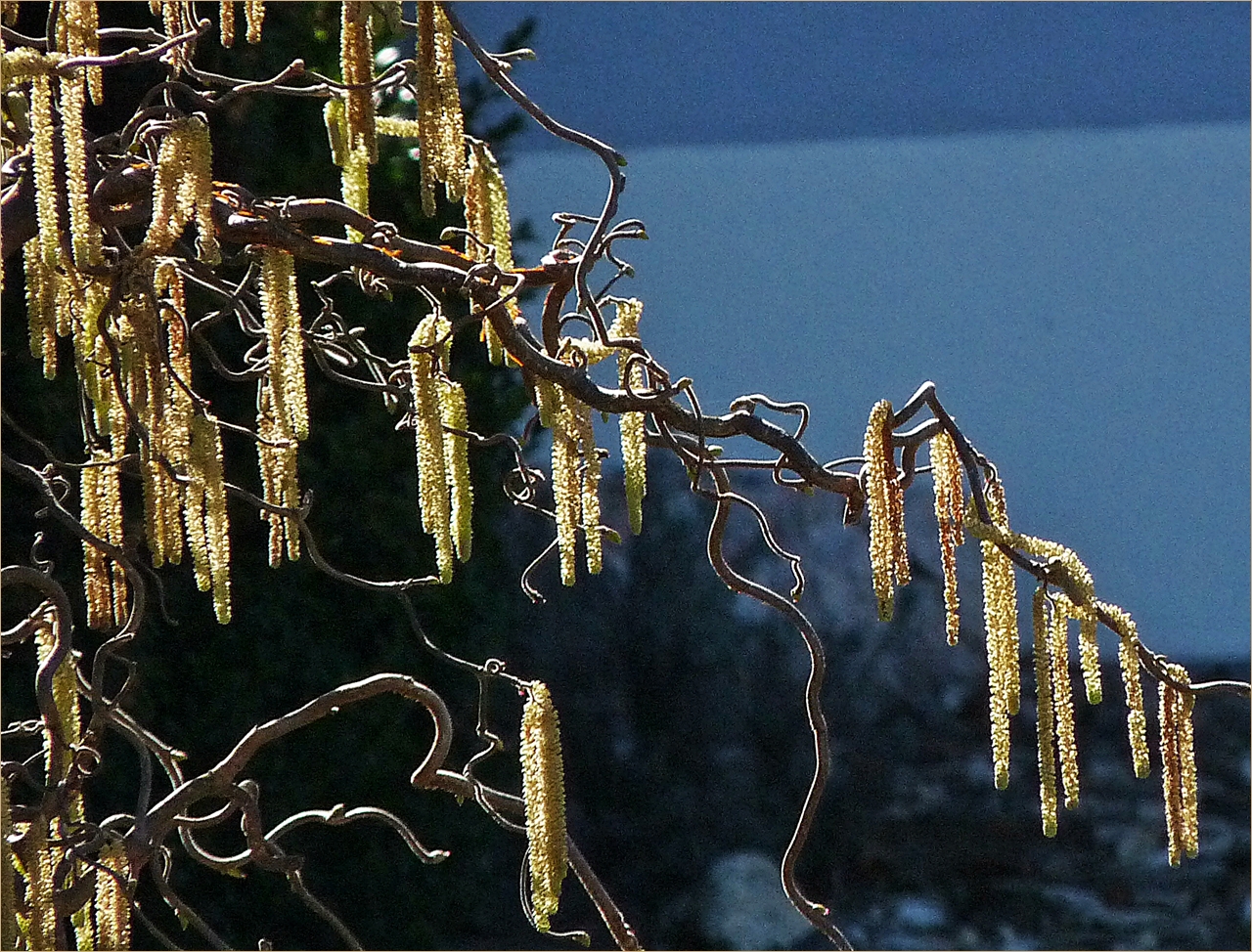 Frühlingserwachen