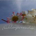 Frühlingserwachen