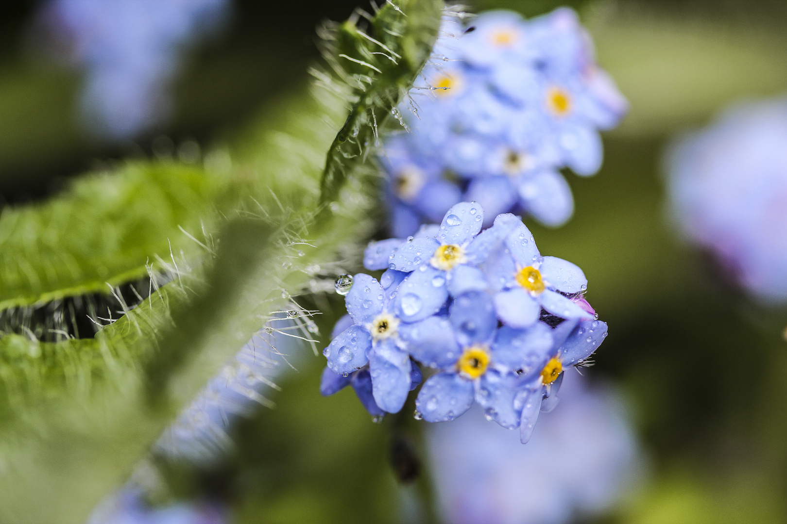 Frühlingserwachen