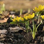 Frühlingserwachen