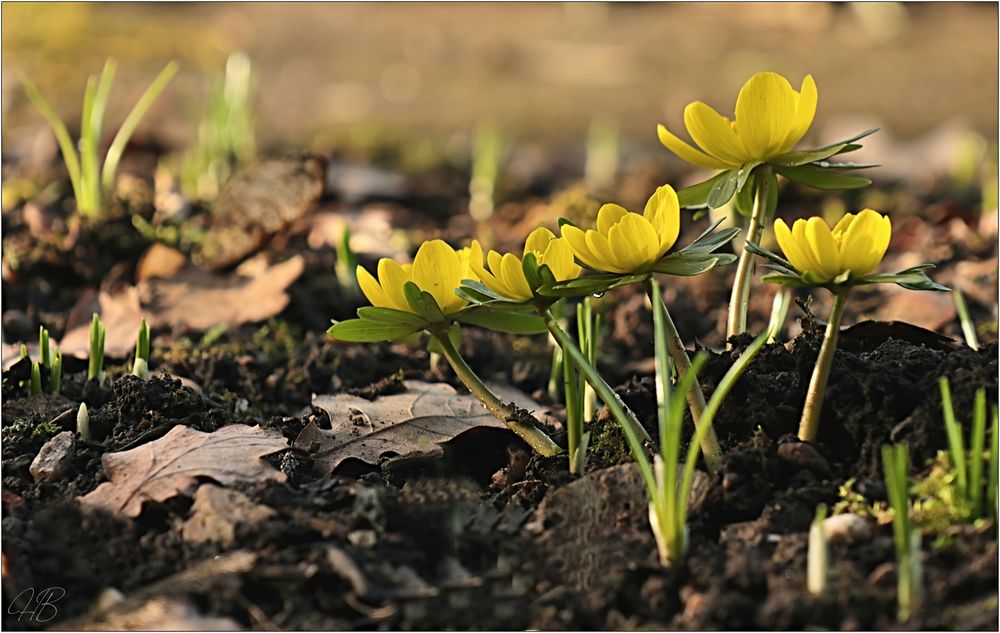 Frühlingserwachen