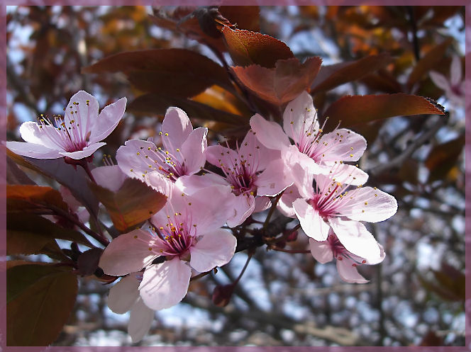 frühlingserwachen