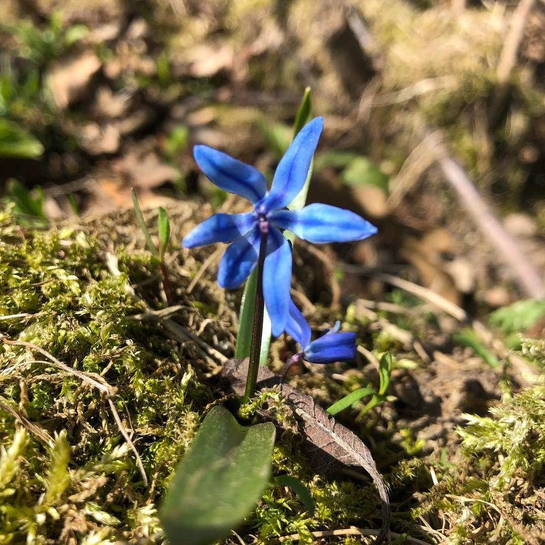 Frühlingserwachen 