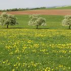 Frühlingserwachen