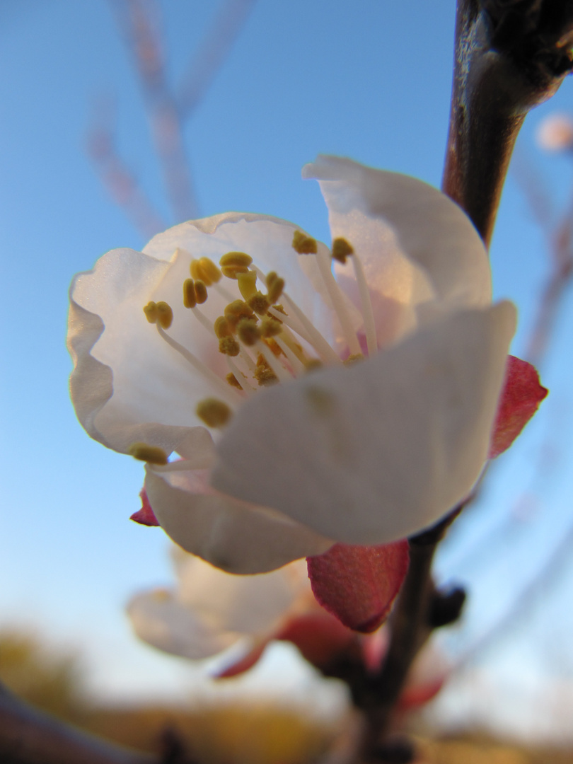 Frühlingserwachen