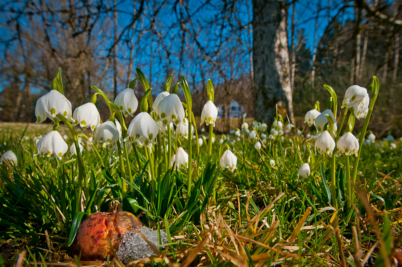 Frühlingserwachen