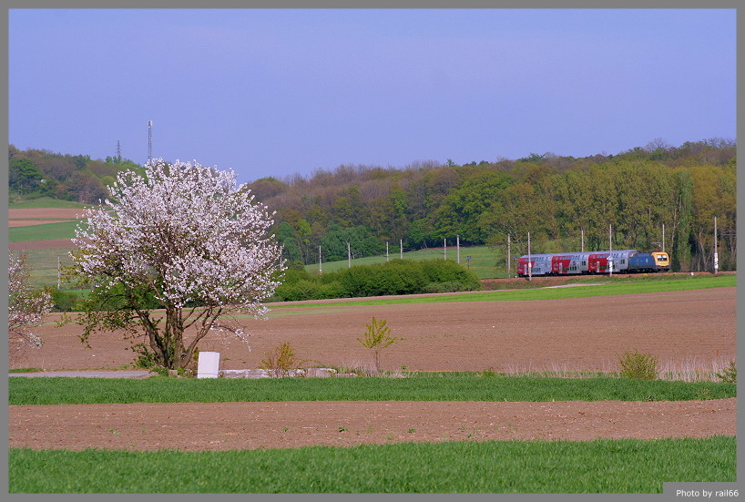 Frühlingserwachen