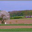 Frühlingserwachen