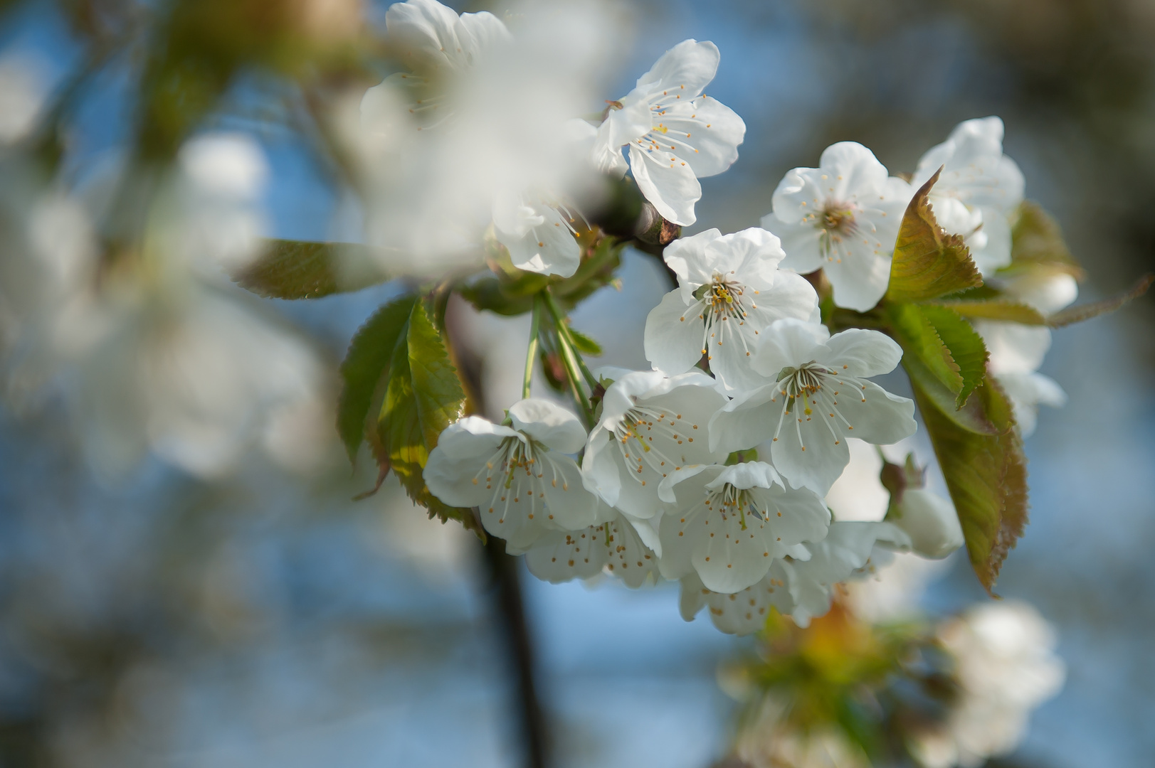 Frühlingserwachen