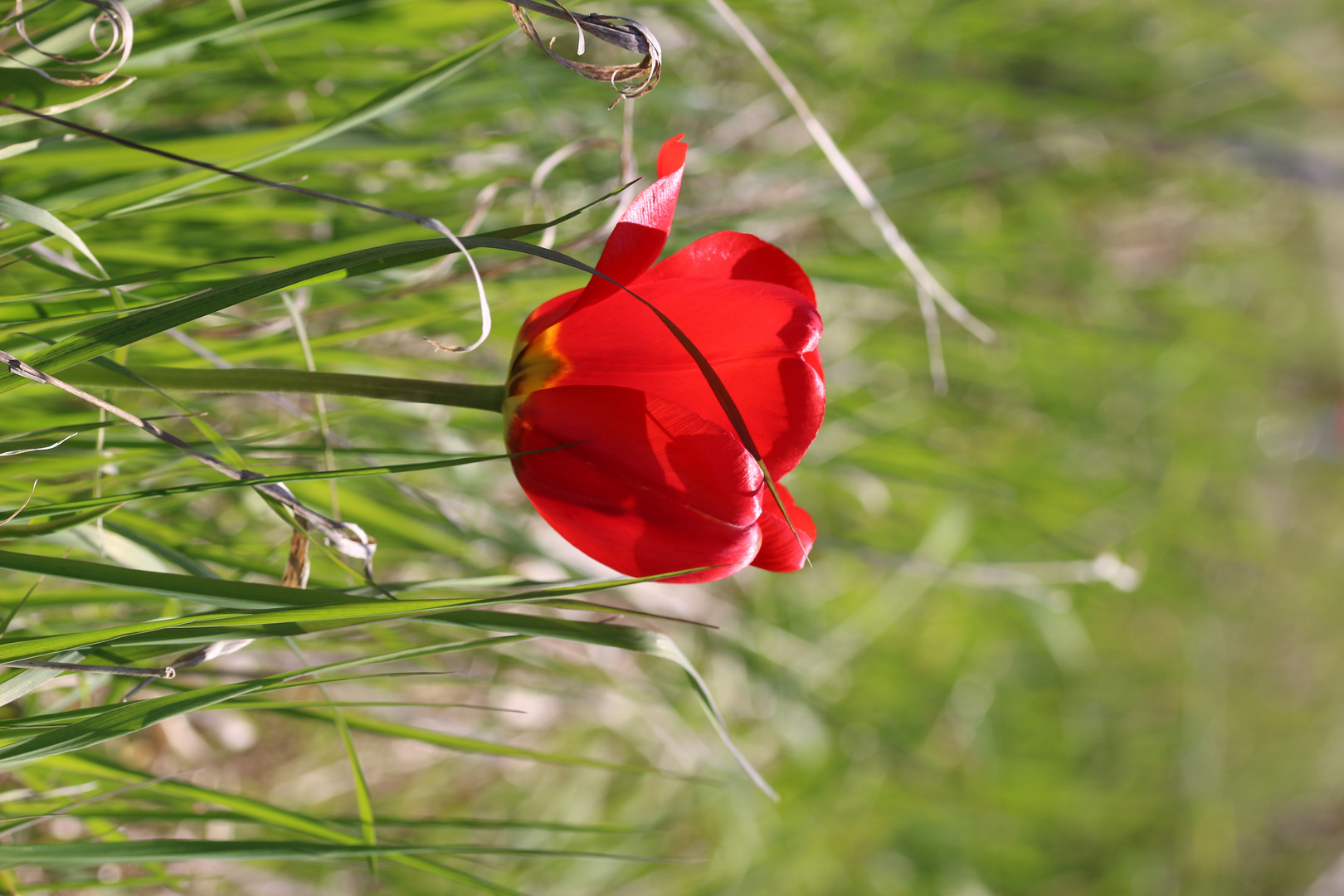 Frühlingserwachen