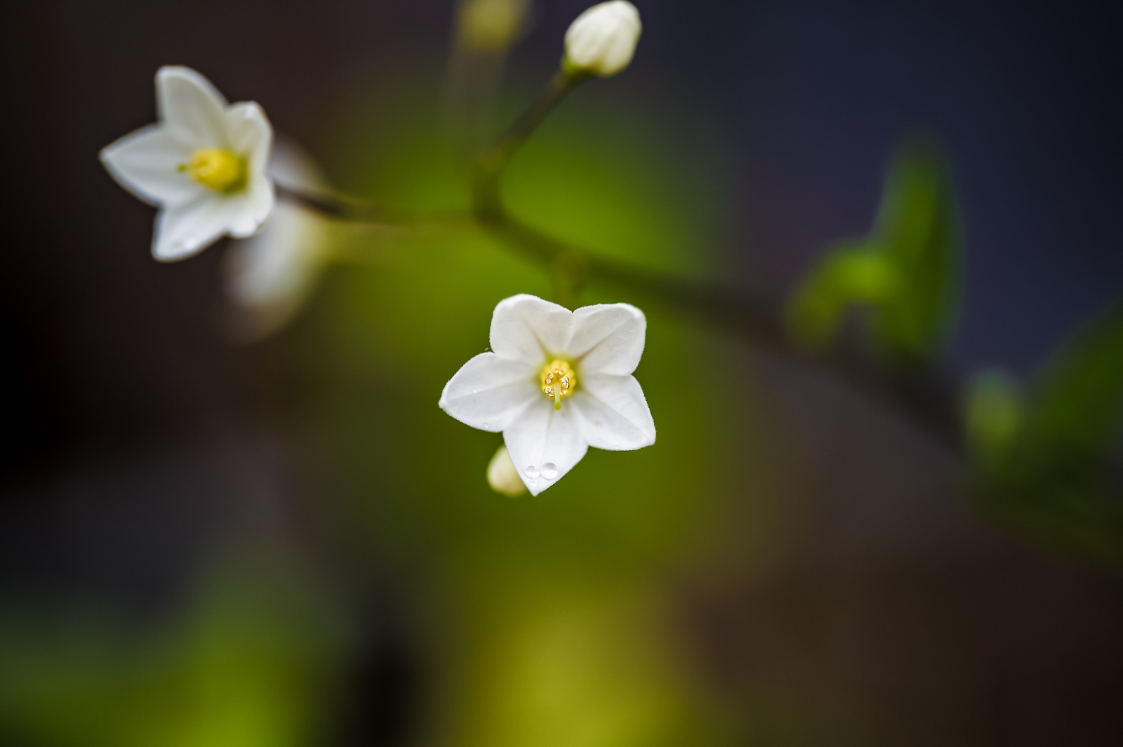 Frühlingserwachen 