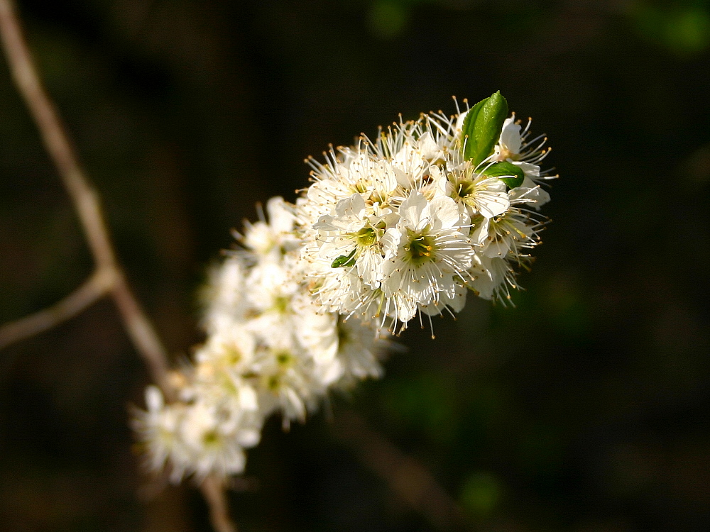 Frühlingserwachen