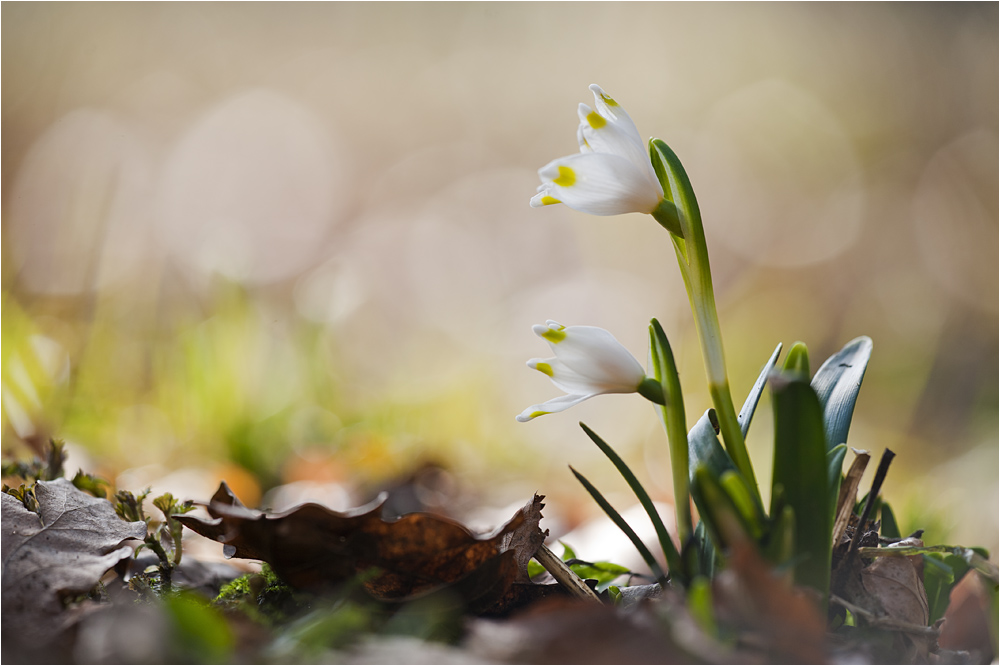 Frühlingserwachen...