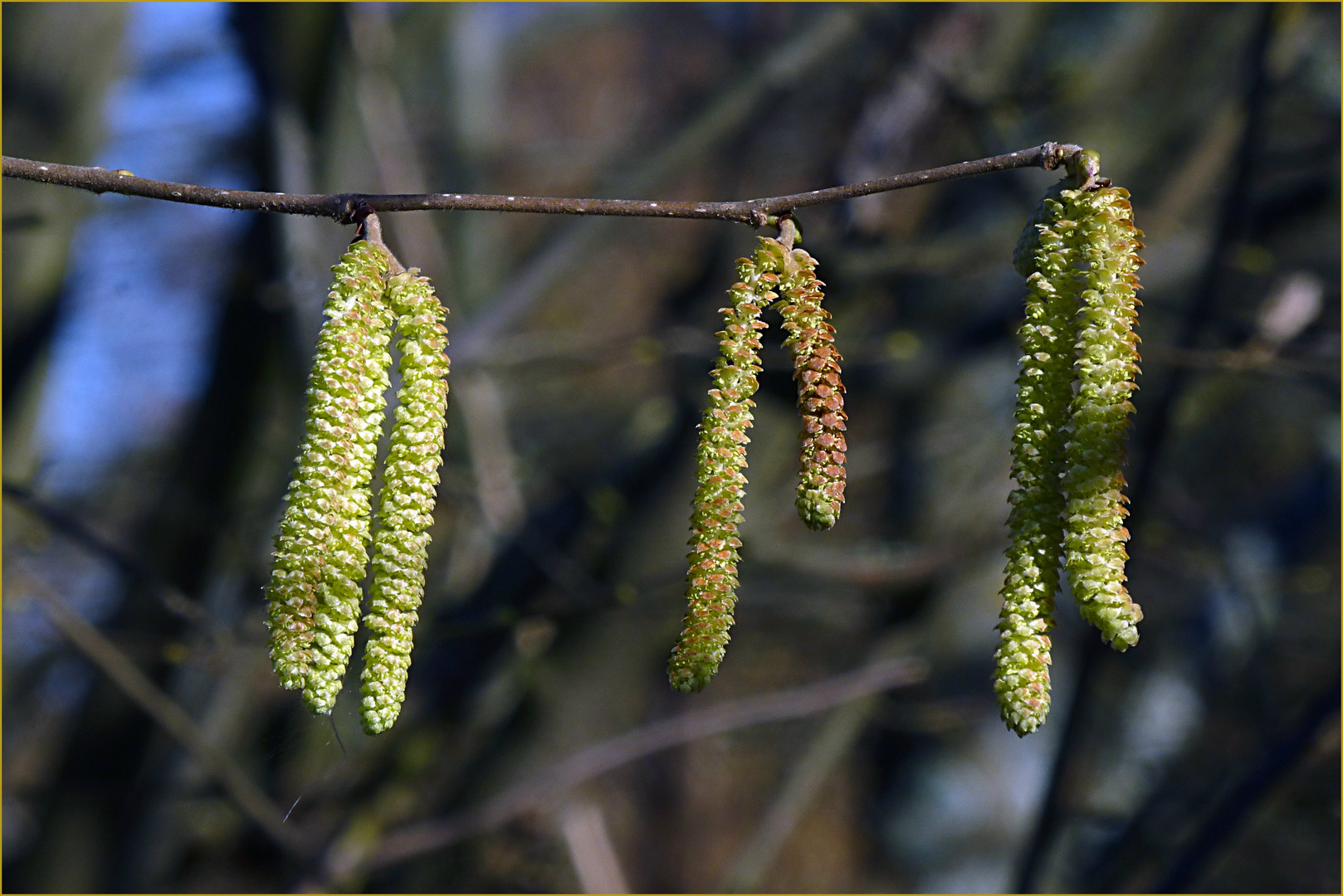 Frühlingserwachen